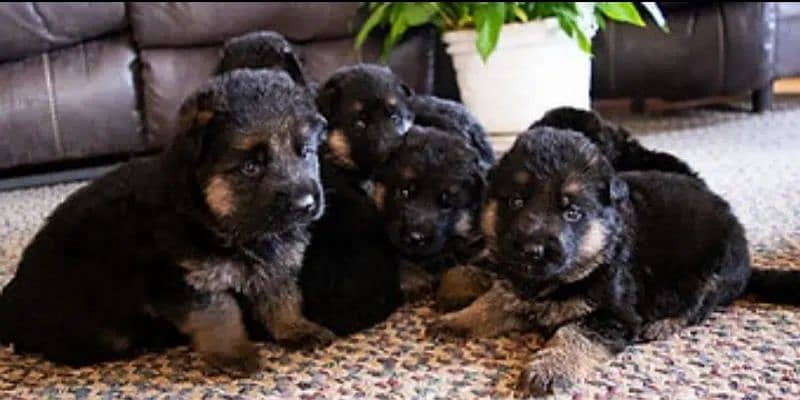 German Shepherd Puppies Male and Female For Sale And Exchange Possible 5