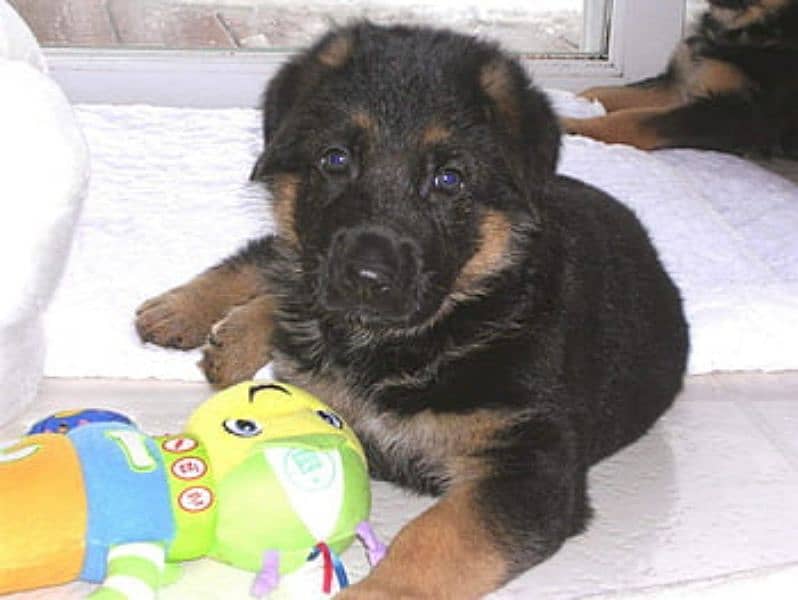 German Shepherd Puppies Male and Female For Sale And Exchange Possible 6