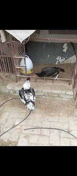 aseel murga 2 available or murgi 5 available sab home breed 6