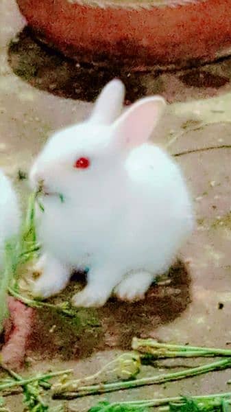 rabbit baby's 1