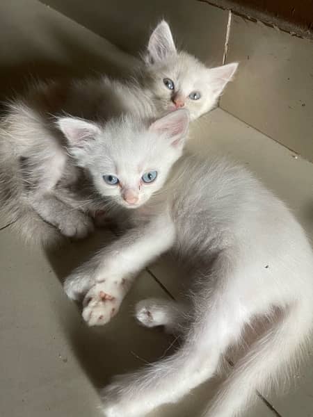 Persian kittens for sale 1