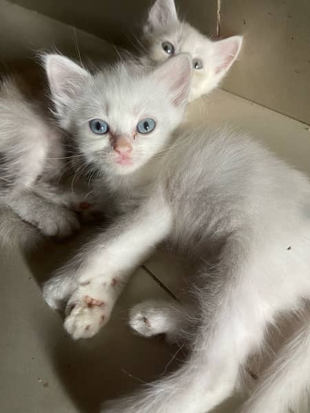 Persian kittens for sale 3