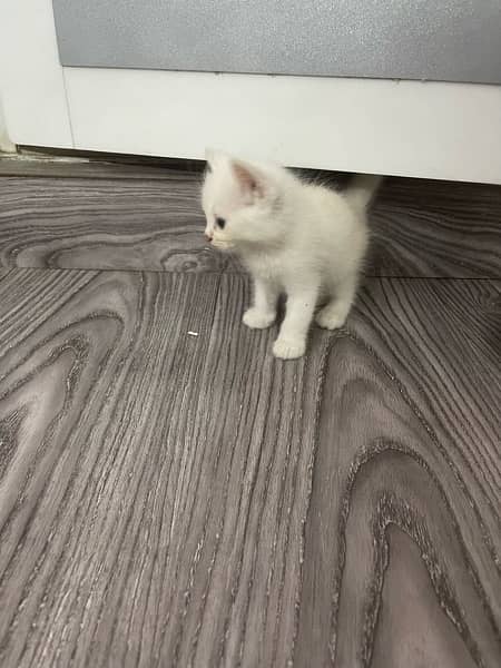 Persian kittens for sale 7