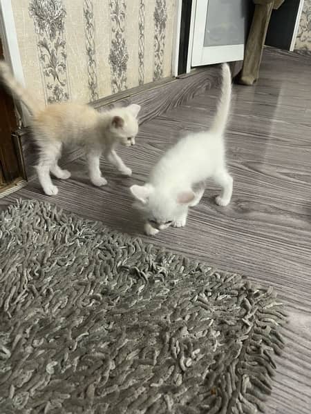 Persian kittens for sale 8