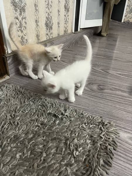 Persian kittens for sale 9
