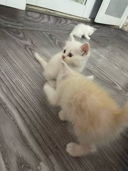 Persian kittens for sale 10