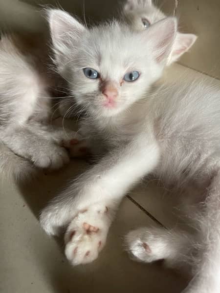 Persian kittens for sale 11