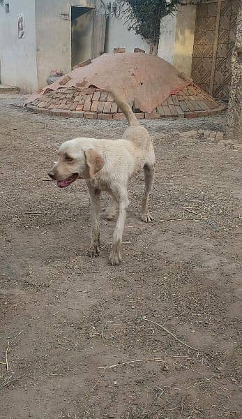 labrador retriever 3