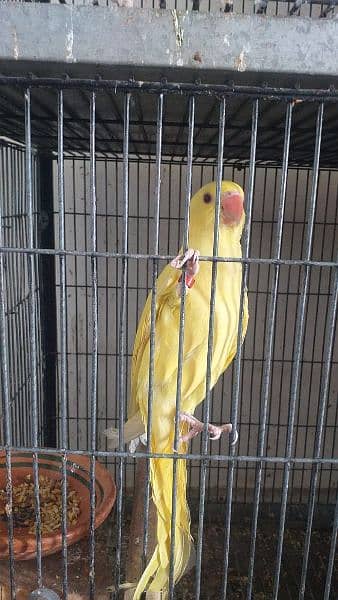 yellow ringneck parrot age 4 months 0