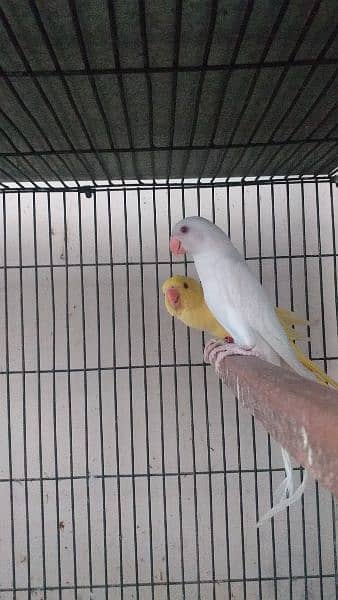 yellow ringneck parrot age 4 months 1