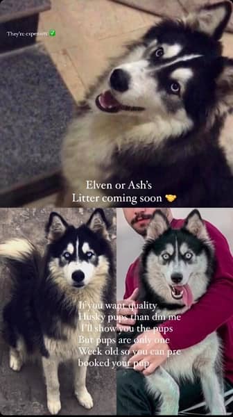 Siberian Husky     read bio 0