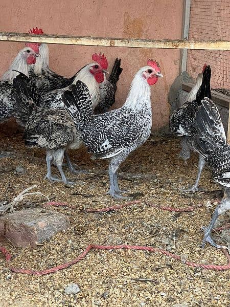 Egyptian fumi hens for sale 0