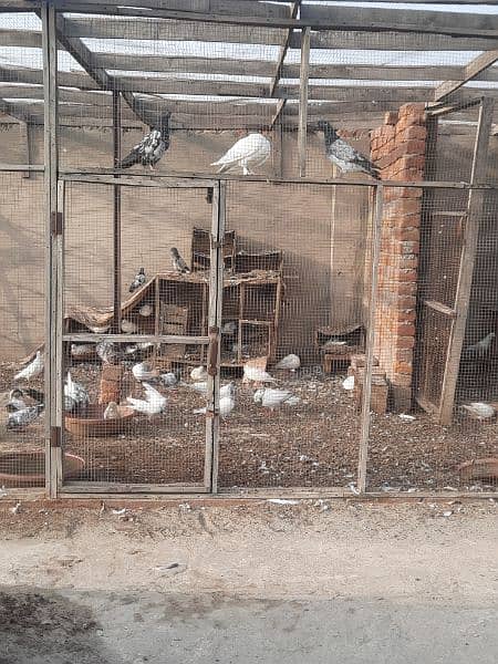 all pigeon sale kare an hai 1000 per 1