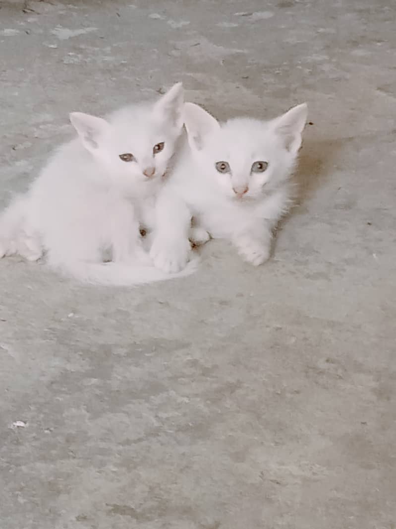 Elsa & Jack Persian Kittens 1