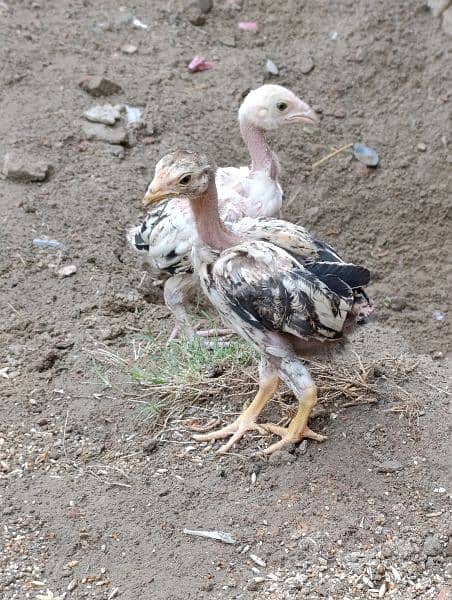 Hens and chicks for sale 8