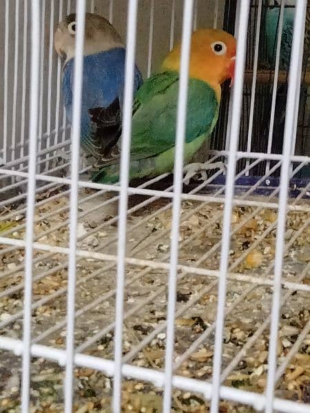 4 four pair bujri parrot 1 love birds for sale 1