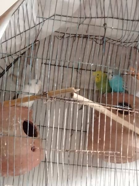 4 four pair bujri parrot 1 love birds for sale 2