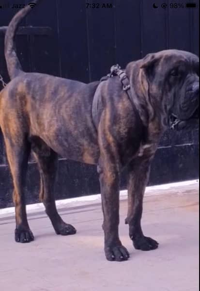 Excel Bully PRESA CANARIO x AM BULLY For Sale 0