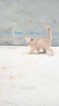 fawn pershion female kitten