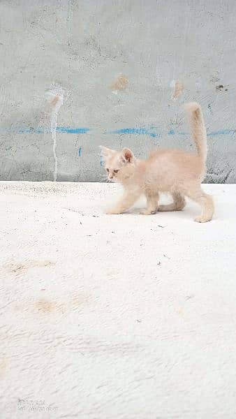 fawn pershion female kitten 0