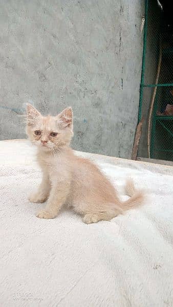 fawn pershion female kitten 2