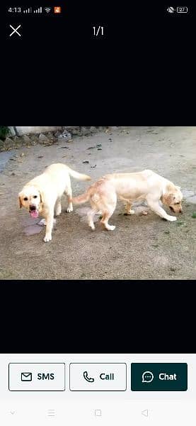 title 
American Female Breeder Labrador + British Male Breeder Labr 5