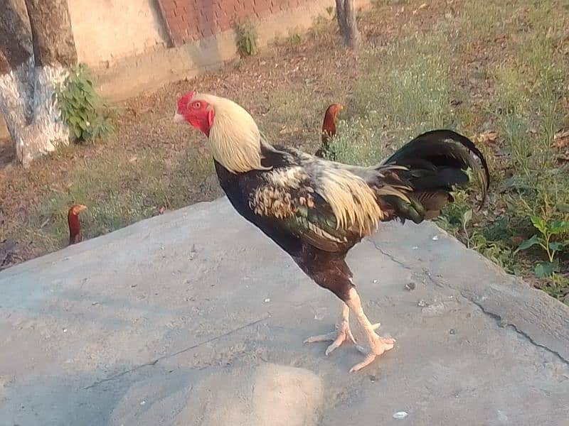 jawwa murgah for sale whatsapp contact no 03231581923 2