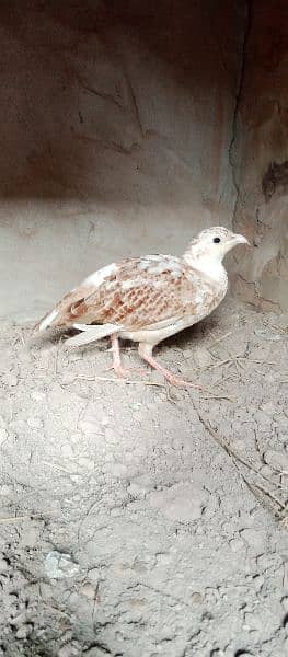 Irani / White cross male for Sale or exchange 0