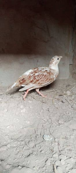 Irani / White cross male for Sale or exchange 1