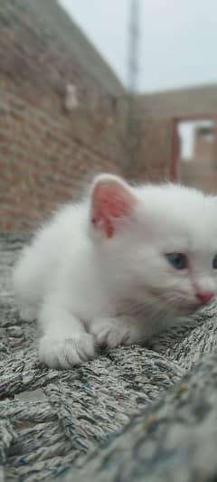 FULL WHITE LONG COAT PERSIAN KITTEN