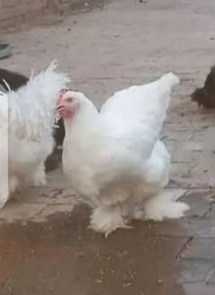 Big sunday offer White buff 1 male 2 female 1 goldn male egg dy rahe h 0