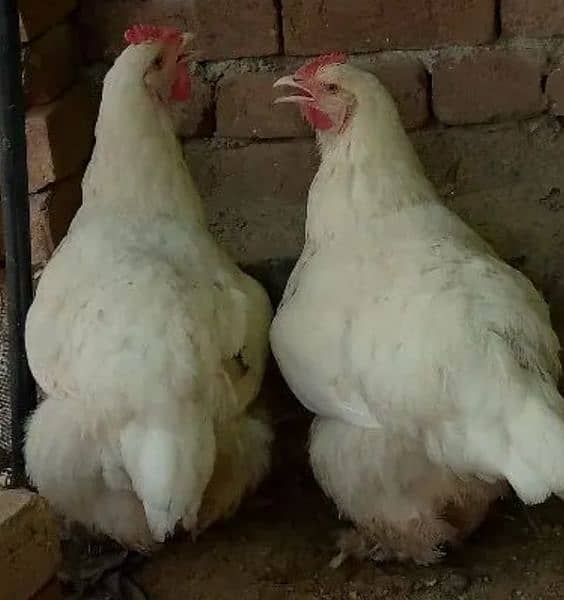 Big sunday offer White buff 1 male 2 female 1 goldn male egg dy rahe h 2