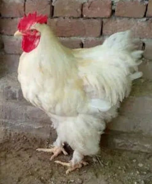 Big sunday offer White buff 1 male 2 female 1 goldn male egg dy rahe h 3