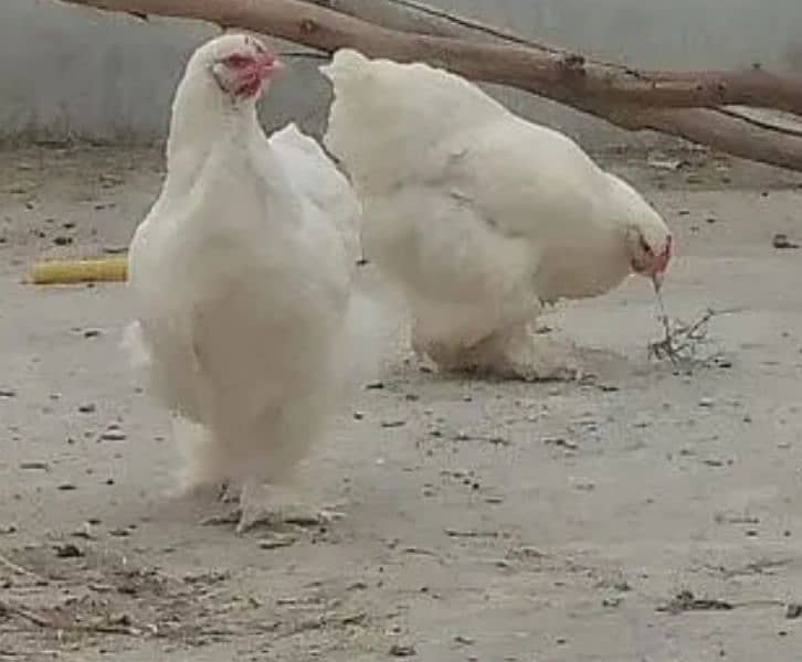 Big sunday offer White buff 1 male 2 female 1 goldn male egg dy rahe h 7