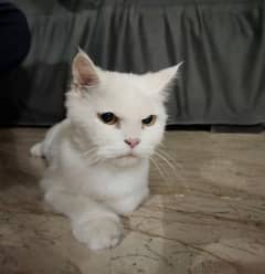 Persian White Triple Coated Cat