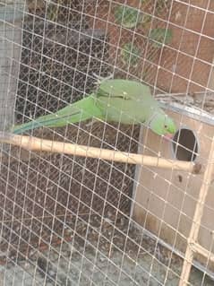 Green Parrot Pair For Sale