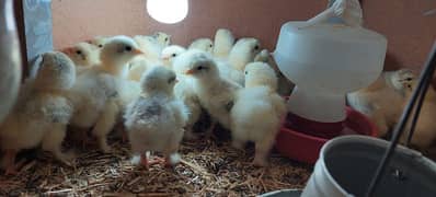 brahama chicks - light brahma , dark brahma , salmon burahma