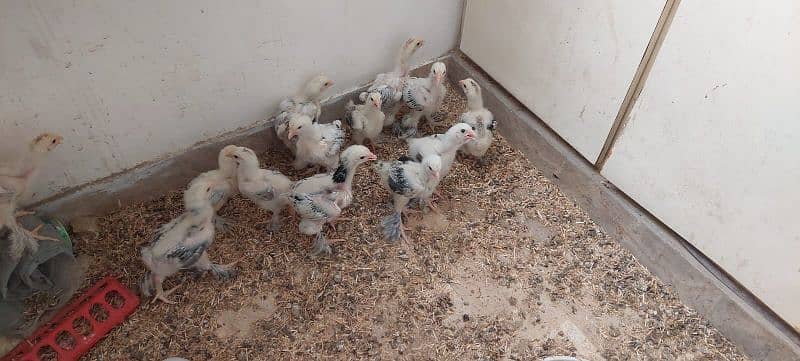 brahama chicks - light brahma , dark brahma , salmon burahma 3