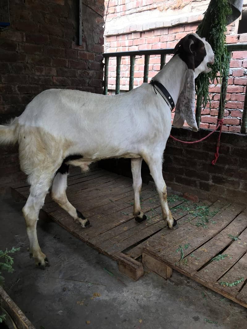 Bakra 3