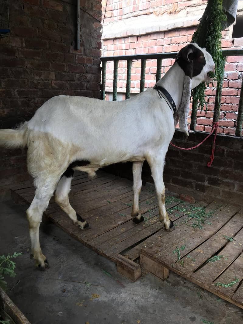 Bakra 4