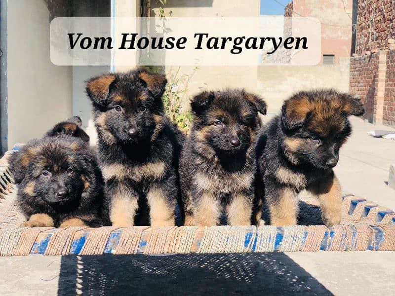 German shepherd puppies 2