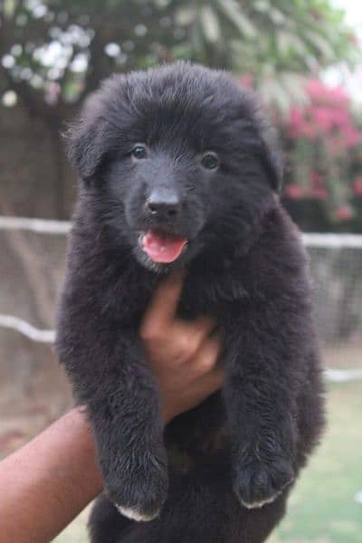 German shepherd puppies 7