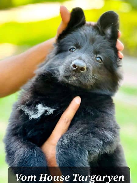 German shepherd puppies 14