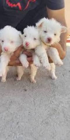 Russian puppies