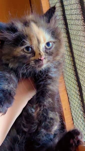 Persian Kitten For Sale 4