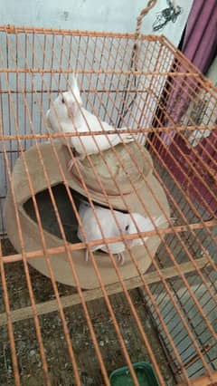 bird's with cage for sale 0