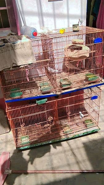 bird's with cage for sale 1