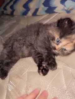 female kitten triple coated