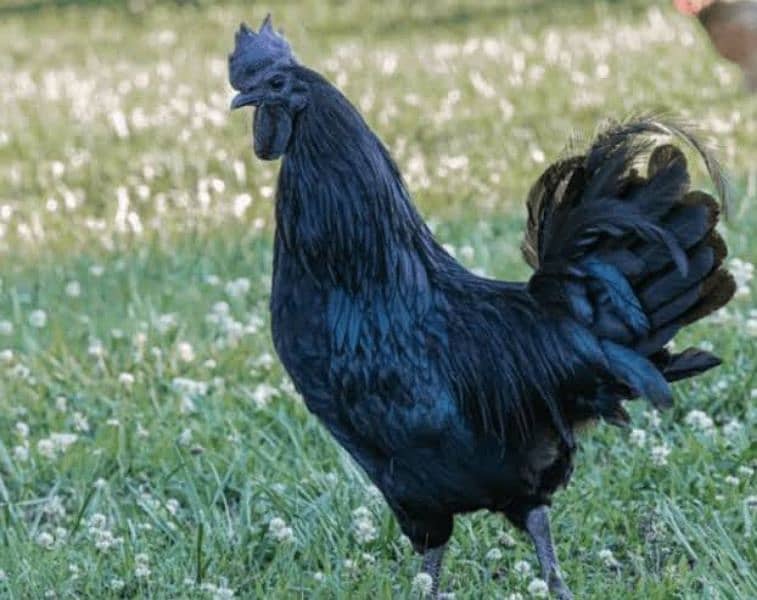 Ayam Cemani Roster for sale 0