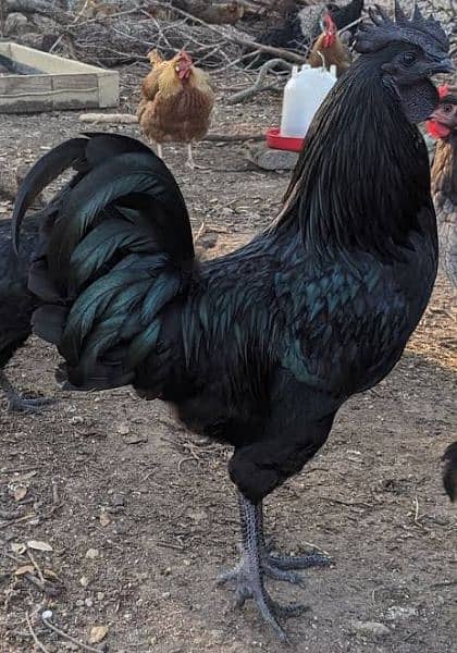 Ayam Cemani Roster for sale 1